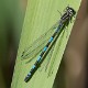 Coenagrion pulchellum female-190477